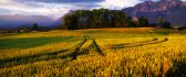 Tractor tracks in wheat chain - HD nature landscape