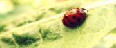 Courageous small ladybug on a green leaf - macro