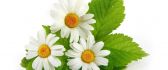 Small bouquet of three daisies - HD wallpaper