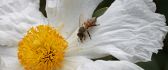Little bee on a beautiful white flower - macro HD wallpaper