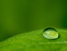 Macro big drop of water on a green leaf - nature wallpaper