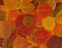 Autumn carpet on the wall full with water drops