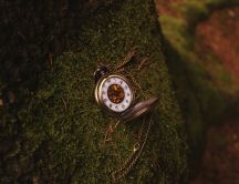 Small clock on a moss of a tree - HD wallpaper