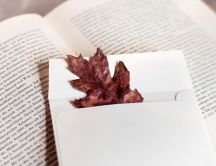 Memory of a fallen leaves find in a book