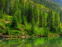 The green water of a lake - nature forest