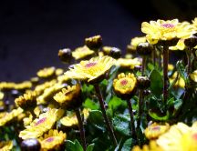 Flower buds in a wonderful bouquet - macro HD wallpaper