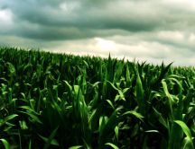 Beautiful green cornfield - HD nature wallpaper