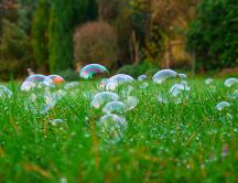 Lots of soap bubbles in the green grass