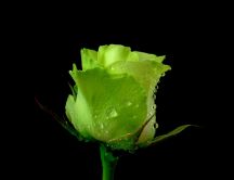 Beautiful rose colored like a green apple
