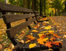 Beautiful autumn leaves on the benches in the park