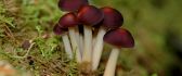 Small bouquet of red mushrooms - Macro HD wallpaper
