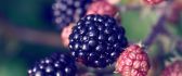 Delicious macro blackberries - summer forest fruit