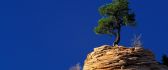 Beautiful tree on the top of a rock - blue sky on background