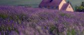 Purple field - wonderful flowers on the garden