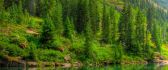 The green water of a lake - nature forest