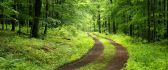 Tractor tracks in the forest - beautiful HD nature wallpaper