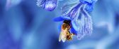 Bee on a blue flower - Macro HD nature wallpaper