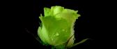 Beautiful rose colored like a green apple