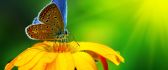 Blue butterfly on a yellow flower - Macro HD wallpaper