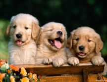Three sweet brothers - funny little dogs