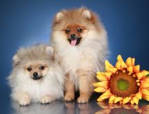 Fluffy dogs and a sunflower - HD funny wallpaper