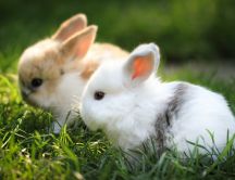 Sweet little bunnies in the garden - HD wallpaper