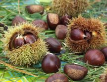 Delicious autumn fruits - chestnuts
