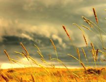 Beautiful wheat in the golden light of the sun -HD wallpaper