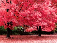 Beautiful trees with pink leaves - nature HD wallpaper
