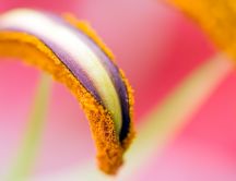 Beautiful pistil of a flower - HD macro wallpaper