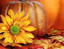 Beautiful yellow flower and a big pumpkin for Halloween