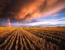 Beautiful rainbow over a golden field - HD wallpaper