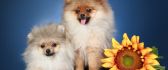 Fluffy dogs and a sunflower - HD funny wallpaper