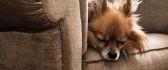 Do not sleep on the couch - little dog sleeping