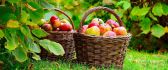 Autumn harvest - baskets full of apples