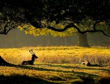 Sweet deer in the forest - beautiful sunset
