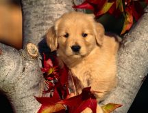 Sweet little puppy on a tree - HD wallpaper