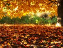Beautiful autumn carpet - HD nature wallpaper