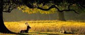 Sweet deer in the forest - beautiful sunset