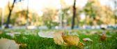 Autumn leaves on the green grass - HD nature wallpaper