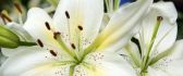 Beautiful white flower - Imperial Lily - macro HD wallpaper