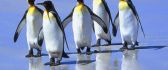 Five little penguins of the ice - HD wallpaper