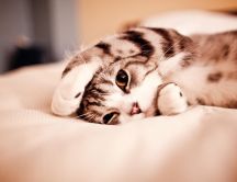 Sweet little kitty is hiding - HD wallpaper