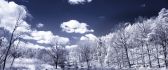 Beautiful winter landscape - cold lake and white trees