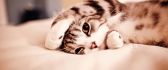Sweet little kitty is hiding - HD wallpaper