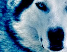 Beautiful Husky - the snow dog - HD wallpaper