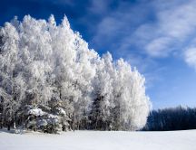 White trees - beautiful winter moments
