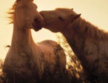 Sweet kiss from a horse - animal love