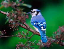 Little blue bird - beautiful HD wallpaper