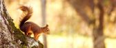 Little friendly squirrel - sweet animal